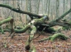 Puszcza Białowieska  – Albo park, albo park