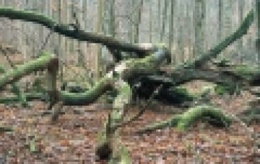 Puszcza Białowieska  – Albo park, albo park