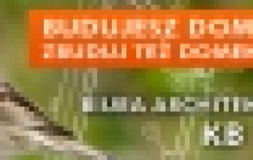 Budujesz dom dla siebie – zbuduj też domek dla ptaków