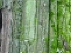 Nadleśnictwo Gdańsk – Pomniki pomników przyrody