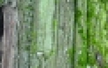 Nadleśnictwo Gdańsk – Pomniki pomników przyrody