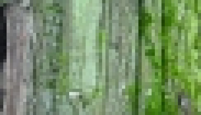 Nadleśnictwo Gdańsk – Pomniki pomników przyrody