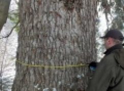 Najgrubsza jodła – Rekordzistka z Baligrodu