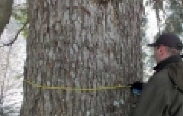 Najgrubsza jodła – Rekordzistka z Baligrodu