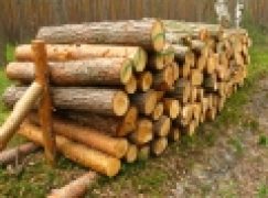 Gen zdradzi złodzieja