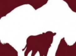 Ochrona przyrody – 90 lat restytucji żubra