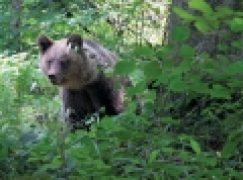 Bieszczady – Niedźwiedź uniewinniony