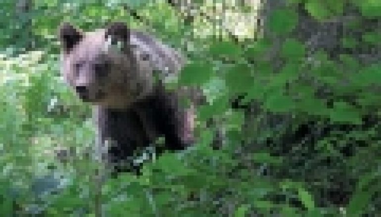 Bieszczady – Niedźwiedź uniewinniony