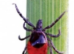 Odporność poszczepienna w kleszczowym zapaleniu mózgu