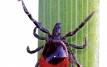 Odporność poszczepienna w kleszczowym zapaleniu mózgu