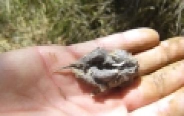 Dobre i zbyt dobre praktyki