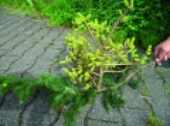 Seminaria IBL – Rak jodły – szkoda realna czy wizualna?