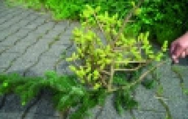 Seminaria IBL – Rak jodły – szkoda realna czy wizualna?