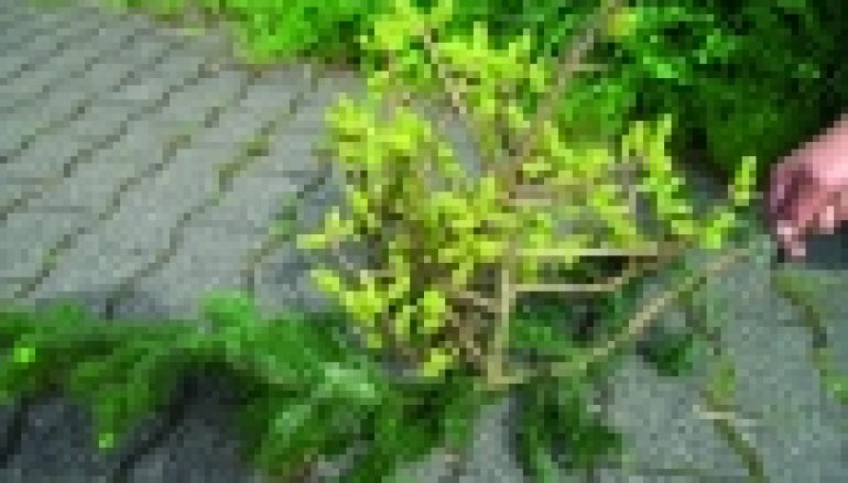 Seminaria IBL – Rak jodły – szkoda realna czy wizualna?