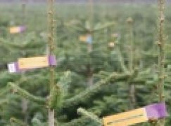 Plantacje choinkowe – grudniowe żniwa (24/2018)