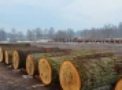 Submisje i aukcje – Drewno z Podlasia trzyma się mocno