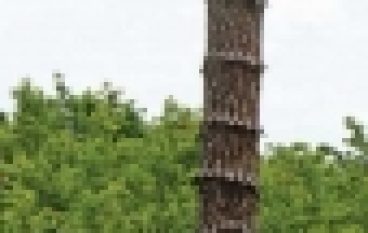 Nadleśnictwo Lidzbark – Z lasu do podręcznika