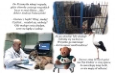 Lasy podkarpacia w bajce – Miś Gustaw i jego przygody