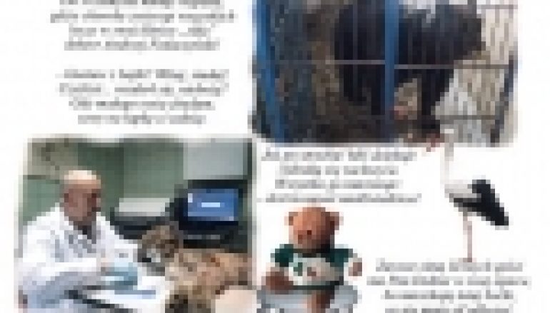 Lasy podkarpacia w bajce – Miś Gustaw i jego przygody