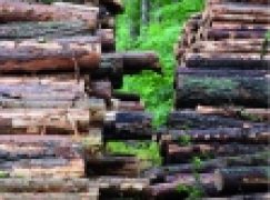 Sprzedaż drewna – Zmiany sa konieczne