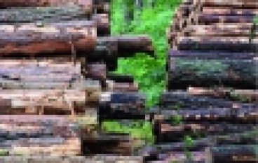 Sprzedaż drewna – Zmiany sa konieczne