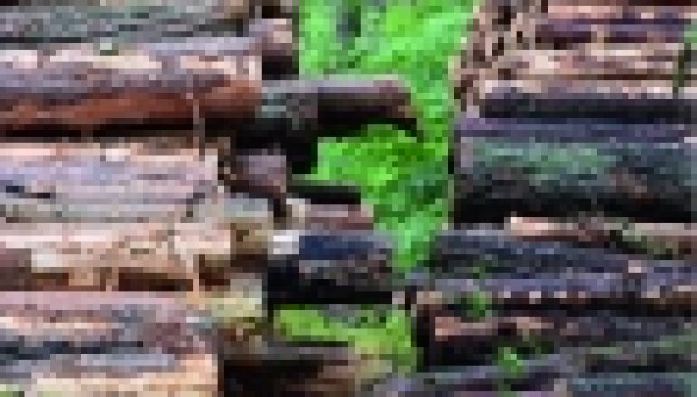 Sprzedaż drewna – Zmiany sa konieczne