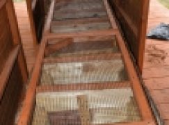 Nadleśnictwo Żmigród – Pies na… pachnicę