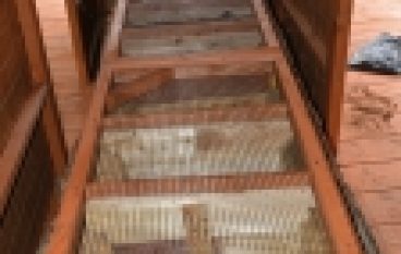 Nadleśnictwo Żmigród – Pies na… pachnicę