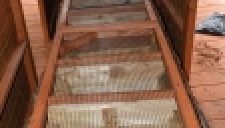 Nadleśnictwo Żmigród – Pies na… pachnicę