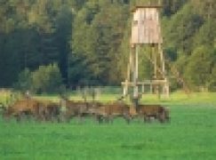 Czynniki wpływające na nasilenie uszkodzeń