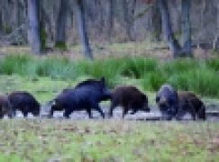 Dzikii ASF – Odstrzał sanitarny