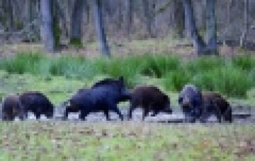 Dzikii ASF – Odstrzał sanitarny