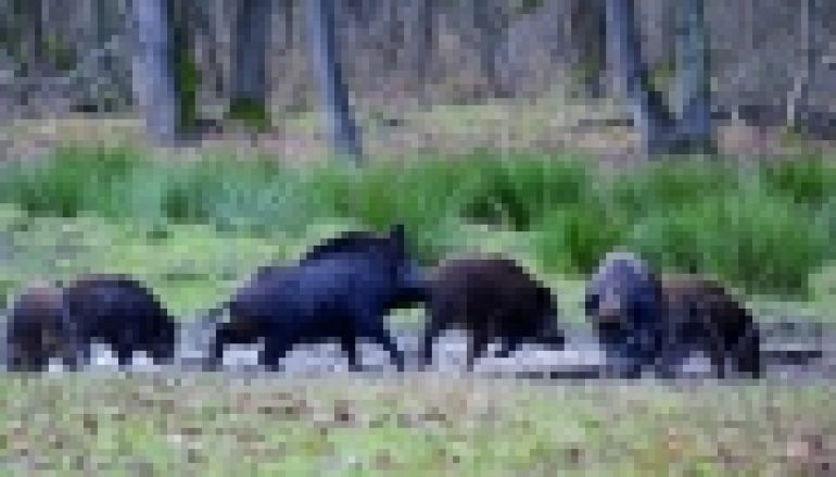 Dzikii ASF – Odstrzał sanitarny