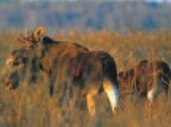 Co dalej z łosiami?