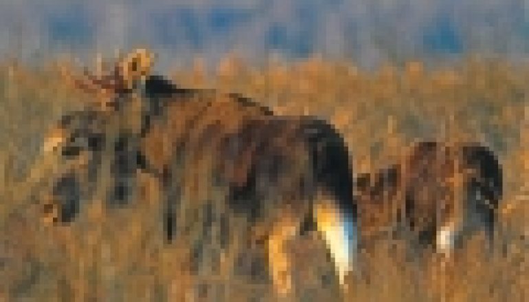 Co dalej z łosiami?