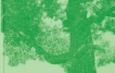 Drzewa – pomniki przyrody