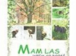 Mam las – wiem co robić!