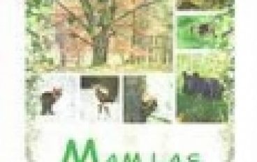 Mam las – wiem co robić!