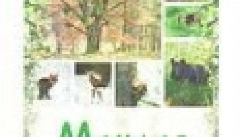 Mam las – wiem co robić!