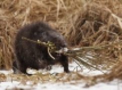 Szkody od zwierzyny – Prewencja to podstawa