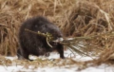 Szkody od zwierzyny – Prewencja to podstawa