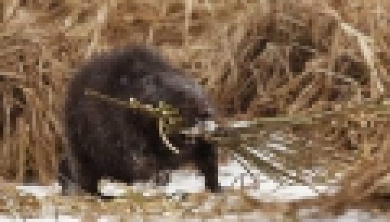 Szkody od zwierzyny – Prewencja to podstawa