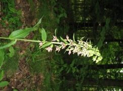 Kierunki ochrony przyrody w kontekście Puszczy Białowieskiej