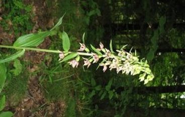 Kierunki ochrony przyrody w kontekście Puszczy Białowieskiej