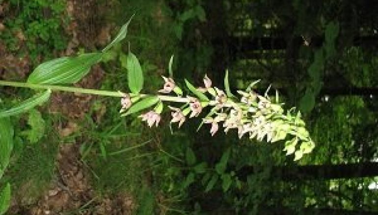 Kierunki ochrony przyrody w kontekście Puszczy Białowieskiej