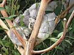 XXI Światowy Kongres IUFRO