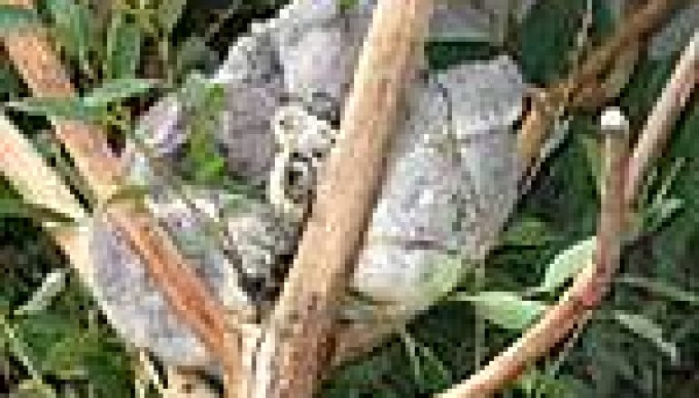 XXI Światowy Kongres IUFRO