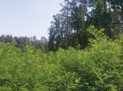 Robinia akacjowa – zagrożenie dla lasów czy niewykorzystany potencjał? (15-16/2019)