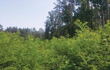 Robinia akacjowa – zagrożenie dla lasów czy niewykorzystany potencjał? (15-16/2019)