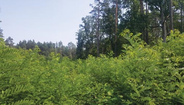 Robinia akacjowa – zagrożenie dla lasów czy niewykorzystany potencjał? (15-16/2019)